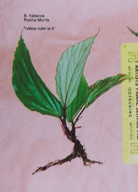 B. hatacoa var. viridifolia